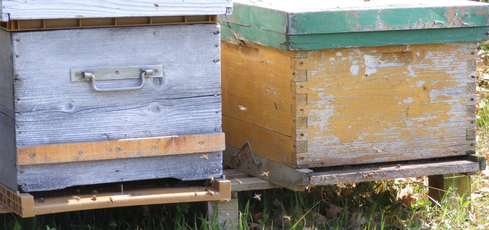 Le parrainage de ruche : c'est reparti pour 2012 !